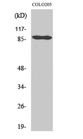 Cadherin-9 rabbit pAb