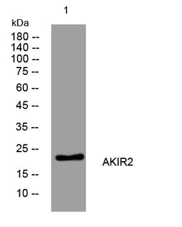 AKIR2 rabbit pAb