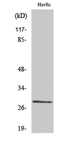 Casein Kinase IIβ rabbit pAb