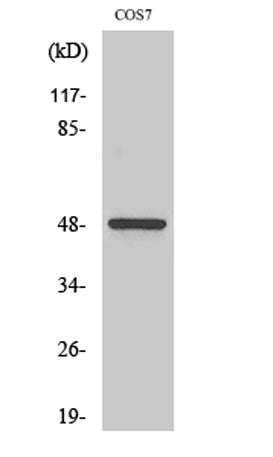 Casein Kinase Iγ1 rabbit pAb