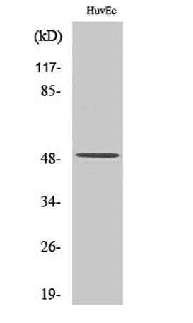 Caspase12 rabbit pAb