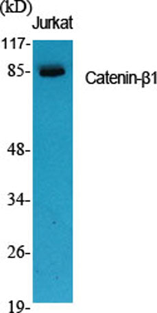 Catenin-β1 rabbit pAb