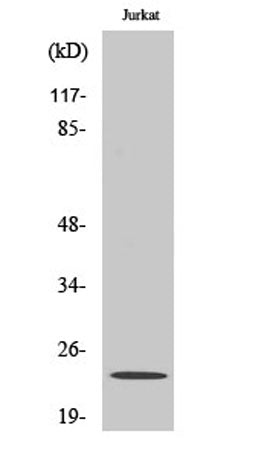 Claudin-19 rabbit pAb