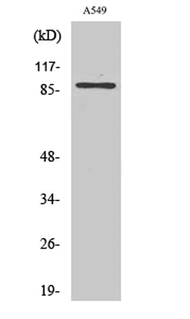 CLC-7 rabbit pAb