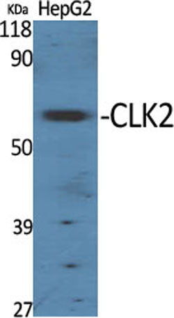 CLK2 rabbit pAb