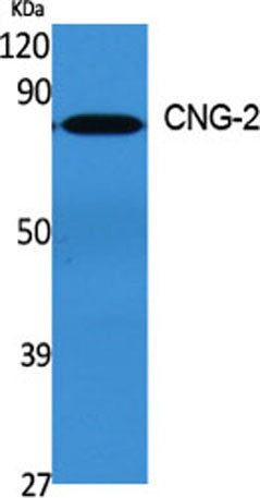 CNG-2 rabbit pAb