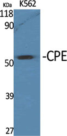 CPE rabbit pAb