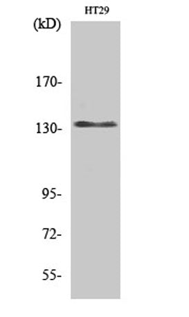 DNA Ligase I rabbit pAb