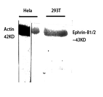 Ephrin-B1/2 rabbit pAb