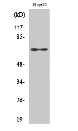 Epsin 2 rabbit pAb