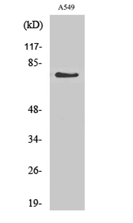 GCS-α-1 rabbit pAb