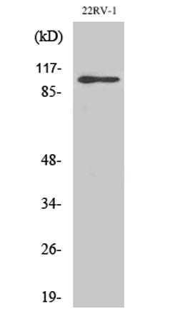 GluR-2 rabbit pAb