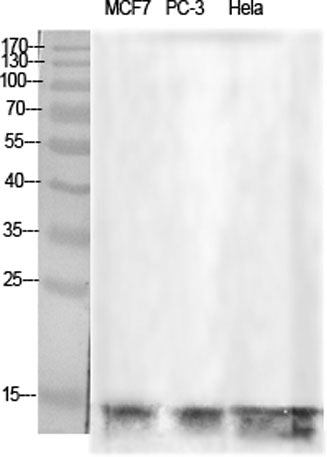 Histone H2B rabbit pAb