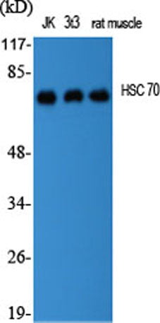 HSC 70 rabbit pAb