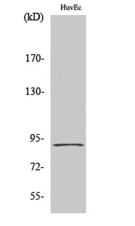 HSP90β rabbit pAb