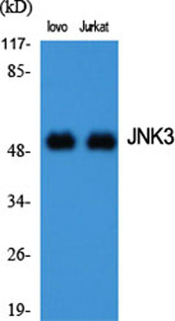 JNK3 rabbit pAb