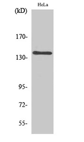 MOV10L1 rabbit pAb