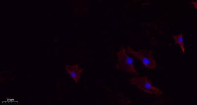 N/H/K-Ras rabbit pAb