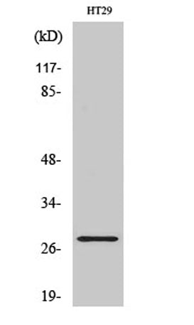 Neurexophilin-3 rabbit pAb