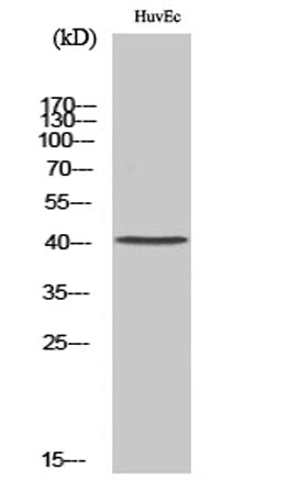 Neurotrimin rabbit pAb