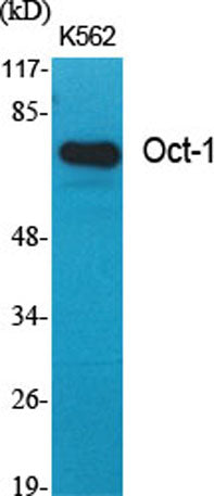 Oct-1 rabbit pAb