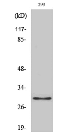 Olfactory receptor 10J1 rabbit pAb