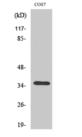 Olfactory receptor 13C4 rabbit pAb