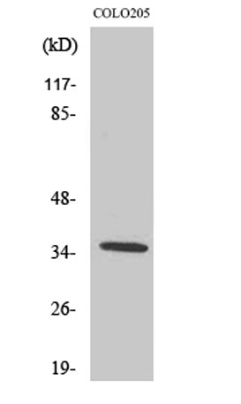 Olfactory receptor 52D1 rabbit pAb