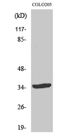 OTUD2 rabbit pAb