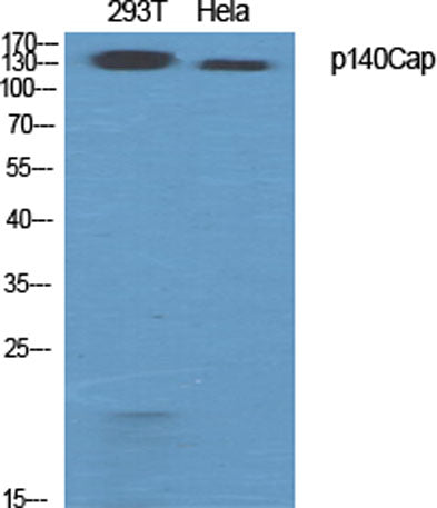 p140Cap rabbit pAb