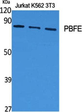 PBFE rabbit pAb