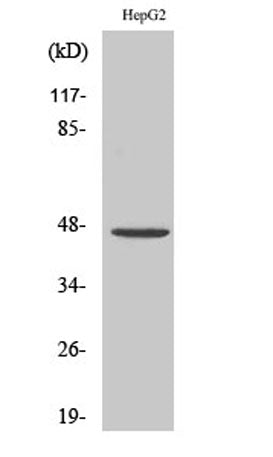 PDK2 rabbit pAb