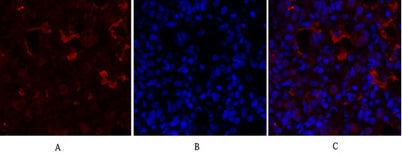 PPAR-γ rabbit pAb