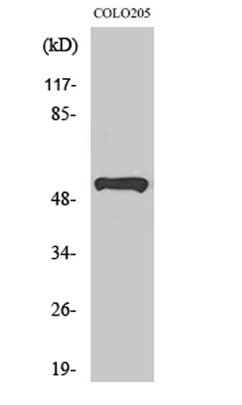 PRP19 rabbit pAb