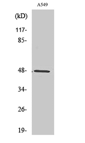 PSK-H1 rabbit pAb