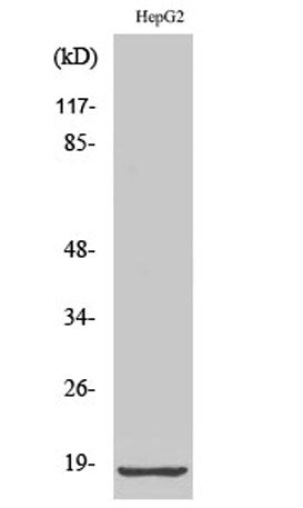Ribosomal Protein L12 rabbit pAb