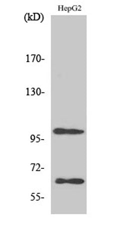 SIRP-α1 rabbit pAb