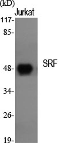 SRF rabbit pAb