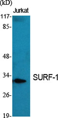 SURF-1 rabbit pAb