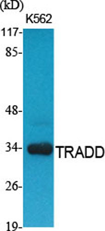 TRADD rabbit pAb