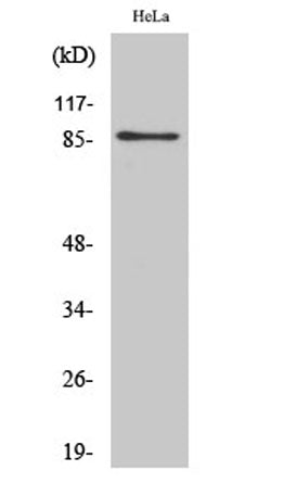 UTP14A rabbit pAb