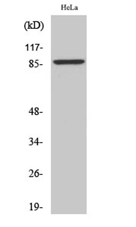 ZNF337 rabbit pAb