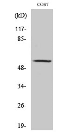 ZNF498 rabbit pAb
