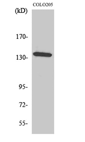 α-protein Kinase 1 rabbit pAb