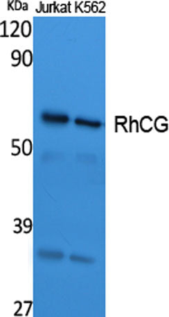 RhCG rabbit pAb