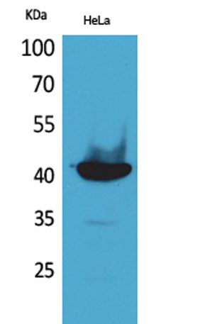 Cyclophilin D rabbit pAb