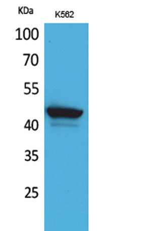 CD1E rabbit pAb