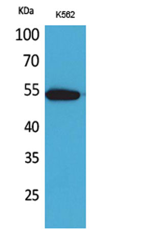 CD329 rabbit pAb