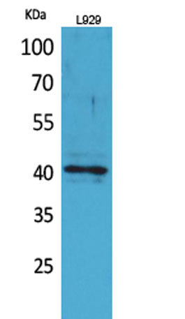 CKR-3 rabbit pAb