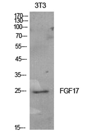 FGF-17 rabbit pAb